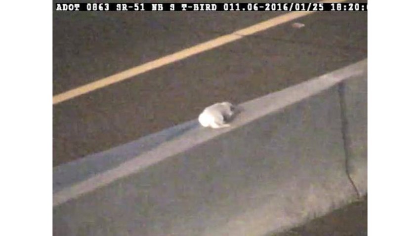 AZPuppyTrafficCam