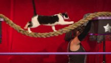 AcroCats rope