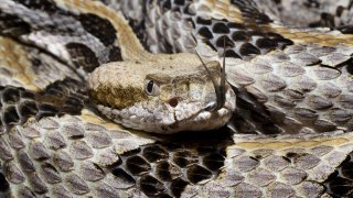 Venomous Timber (Canebrake) Rattlesnake with Forked Tongue