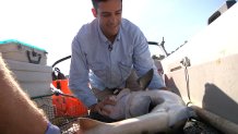 Dr. Andrew Nosal with shark on boat