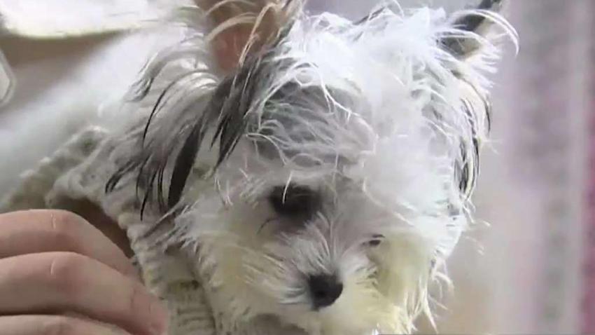 Animal Advocates Warn Against Online Buying As Pet Adoptions Spike During Pandemic Nbc Bay Area