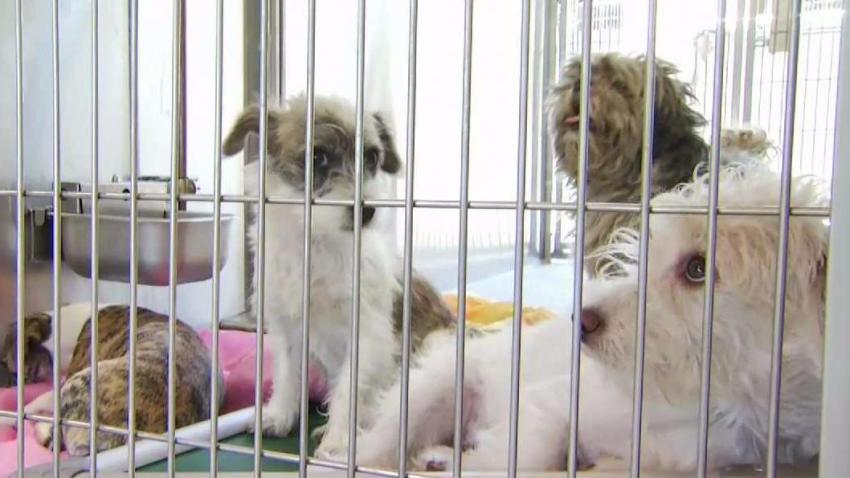 Animal_Shelters_Swell_Following_Fourth_of_July