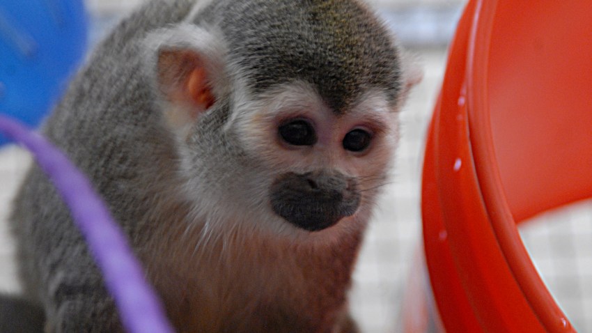 Banana Sam02.06.12