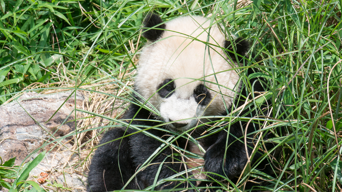 bao-bao-s-first-birthday-will-begin-with-traditional-chinese-ceremony