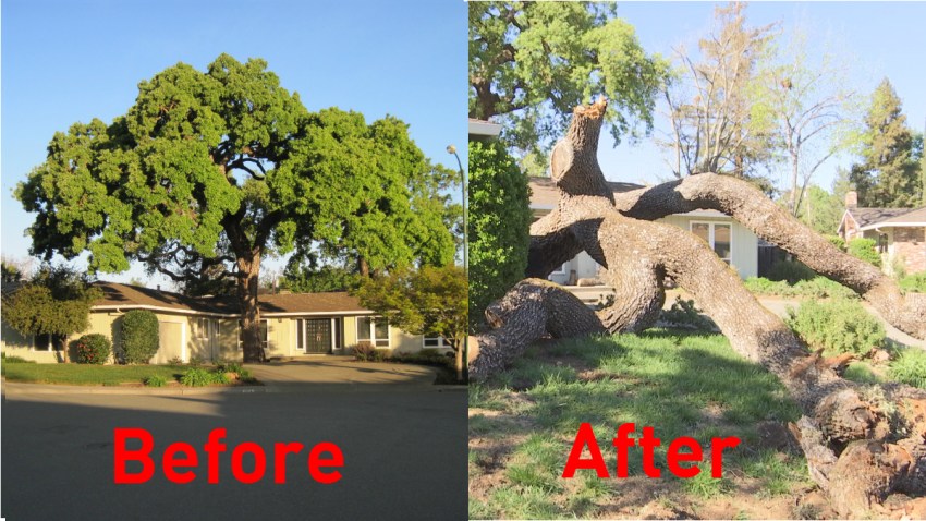 Walnut Creek Tree: Before and After