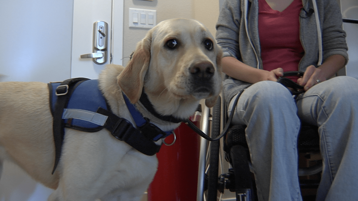Frustrated by Fake Service Dogs NBC Bay Area