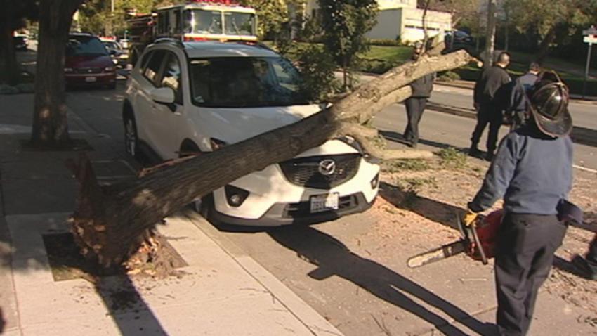 CARMODY SF TREES DOWN - 00012313