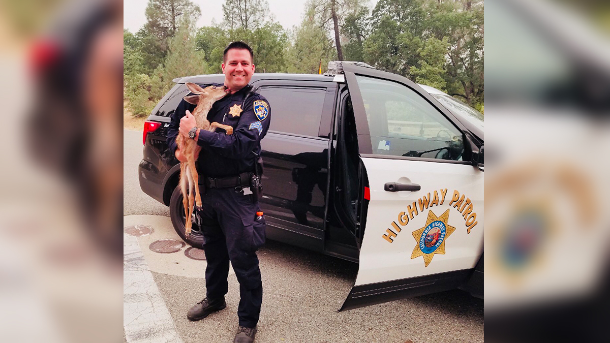 Highway Patrol Officer Rescues Fawn From California Wildfire – NBC Bay Area