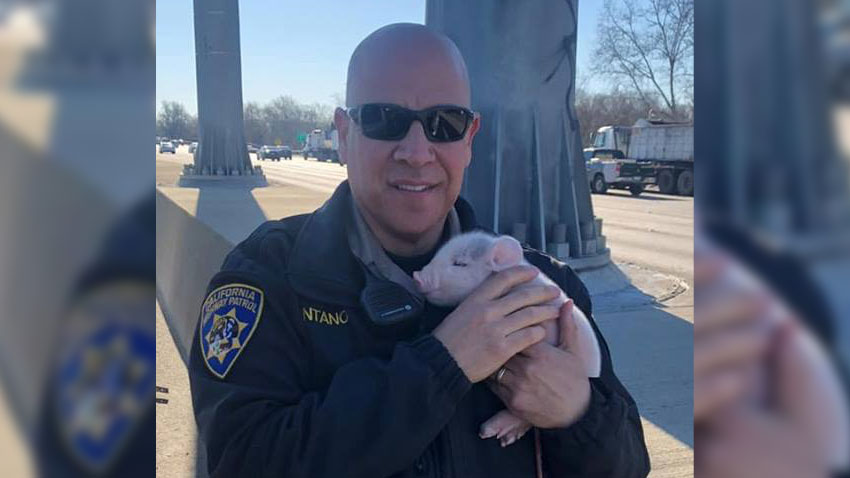 CHP-South-Sacramento-Pig