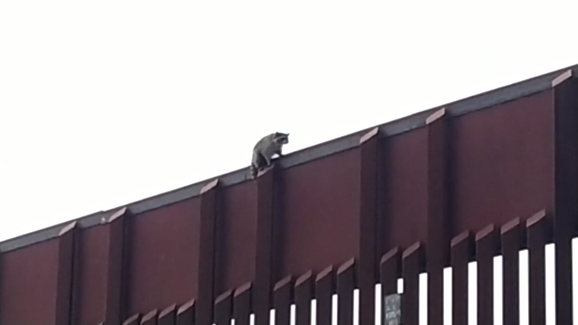 Raccoon stuck on border fence in Otay Mesa