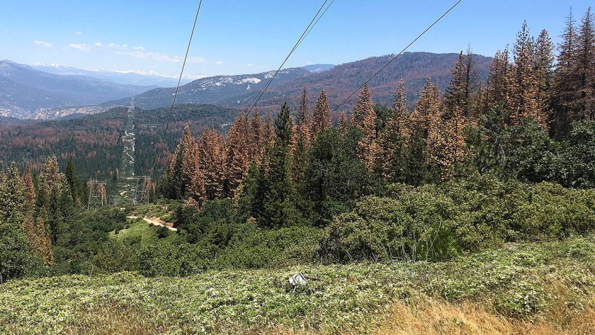 California Drought Dead Trees