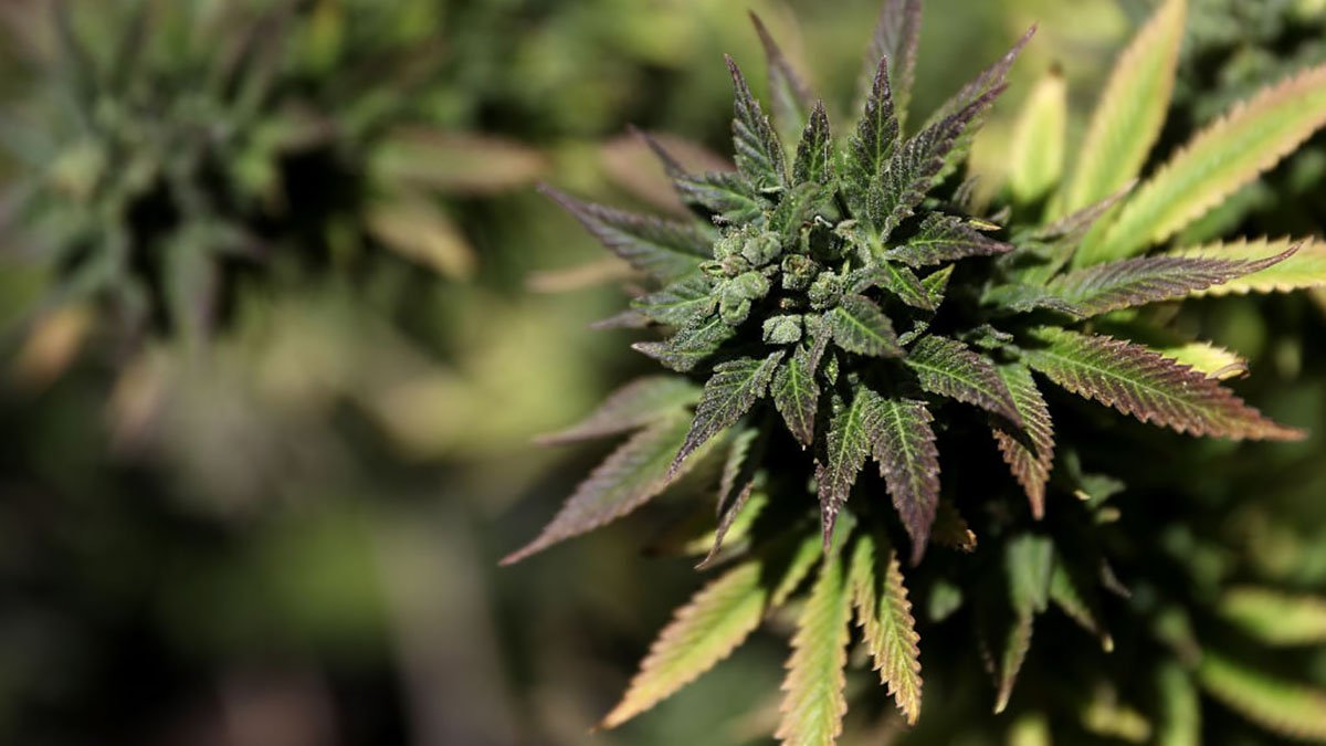 SF to Allow On-Site Cannabis Sales for First Time at Hippie Hill 4/20 Celebration - Vimarsana News