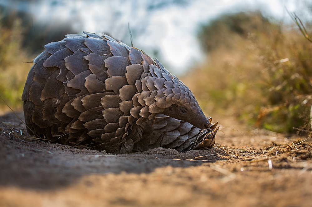 Pangolin - Temminck's ground pangolin - African Pangolin Working Group : Pangolin meat is also considered a delicacy, especially in china and vietnam.
