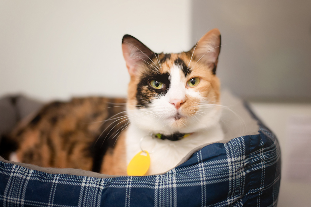 Cat Cafés: New Purrfect Paradises for At-Risk Shelter Cats – NBC Bay Area