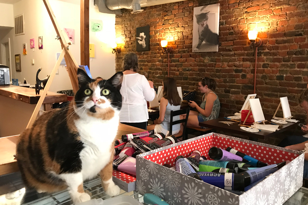 Catsbury Park cat cafe closed, cat rescue and adoption work continues