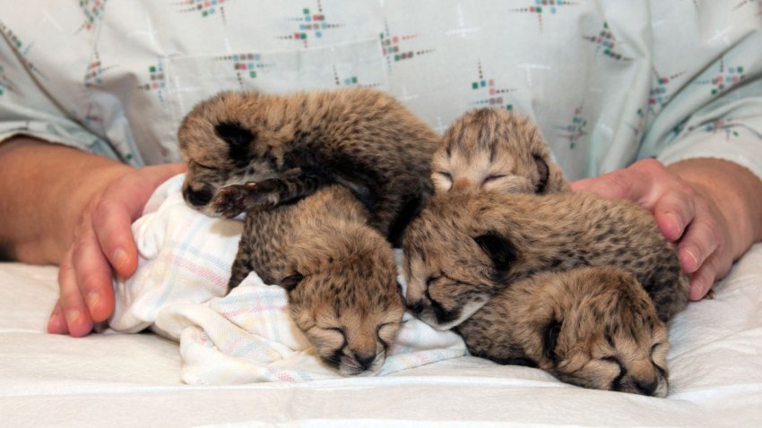 Zoo Cheetah Cubs
