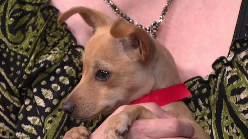 Clear the Shelters: 'Laura Garcia' the Dog Up for Adoption ...