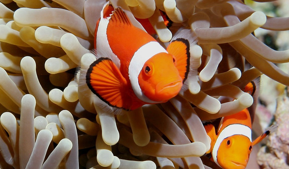 Transgender Clownfish Controversy – NBC Bay Area