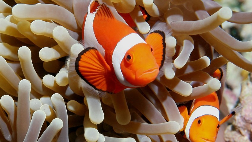 ClownFish