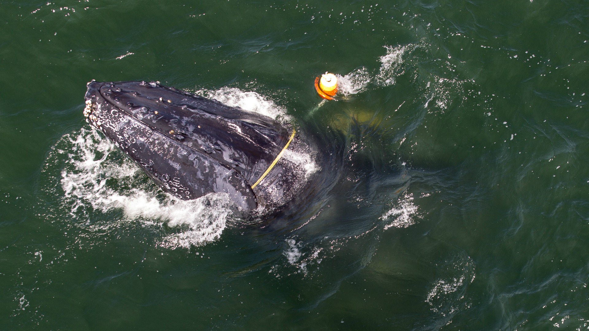 Exclusive: Bay Area Fisherman Rescue Tail Wrapped Dolphin