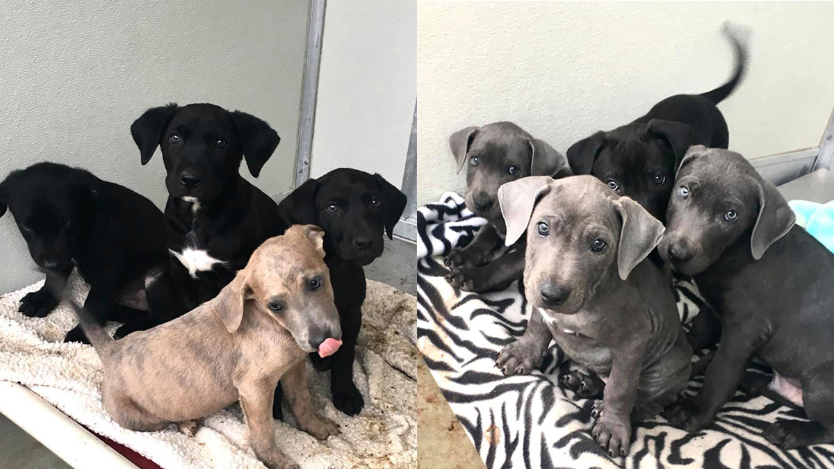 Corona Animal Shelter Seeks Forever Homes for 24 Puppies Dropped Off at