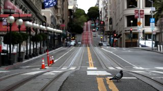 A pigeon crosses an empty Powell Street during the coronavirus pandemic on March 30, 2020 in San Francisco.
