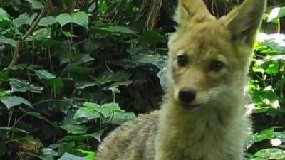 Coyotes Attacking Residential Cats In Mountain View Reports Nbc Bay Area