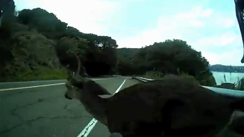 DEER-VID