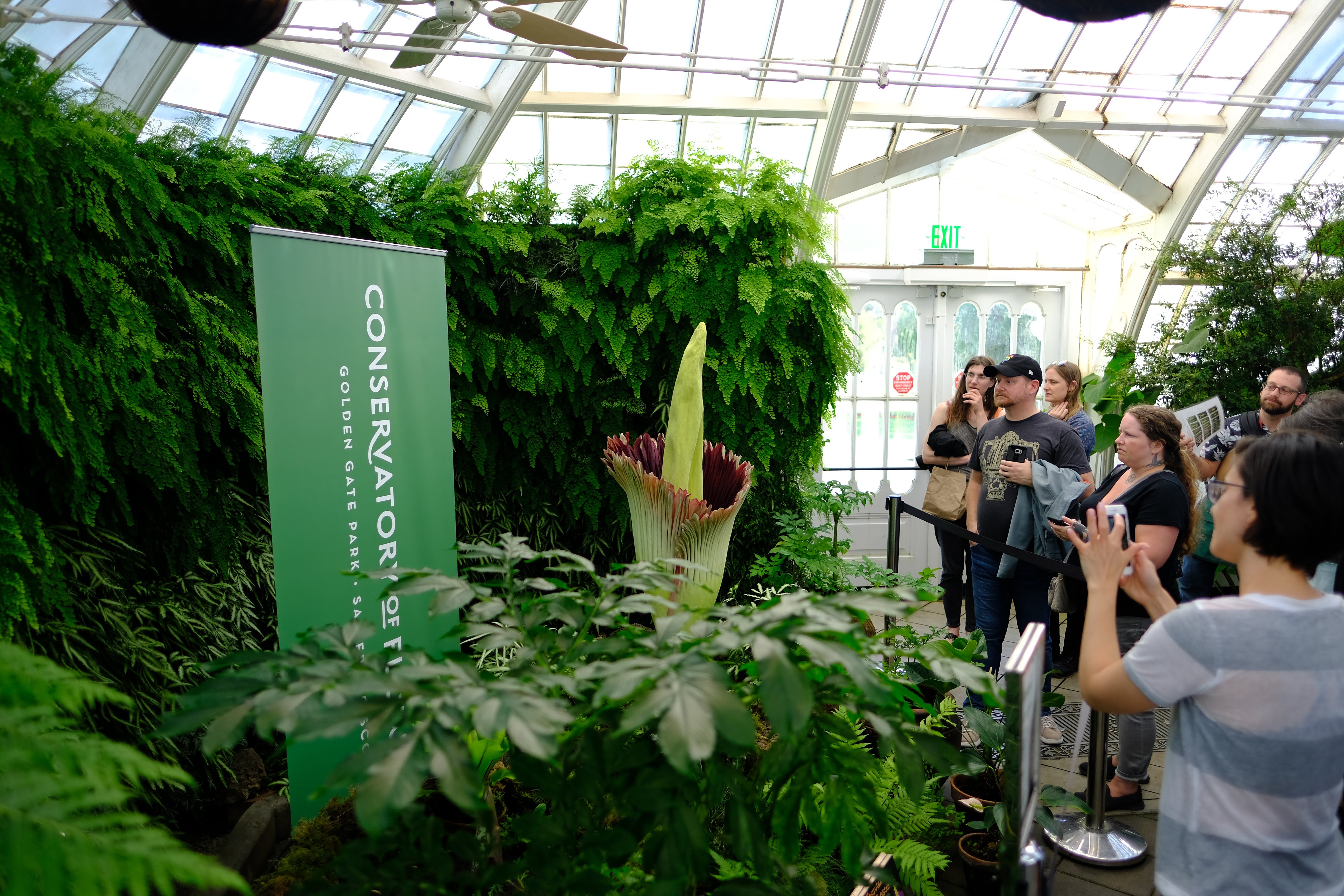 The Stink is Back! Corpse Flower Blooms Again at SF ...