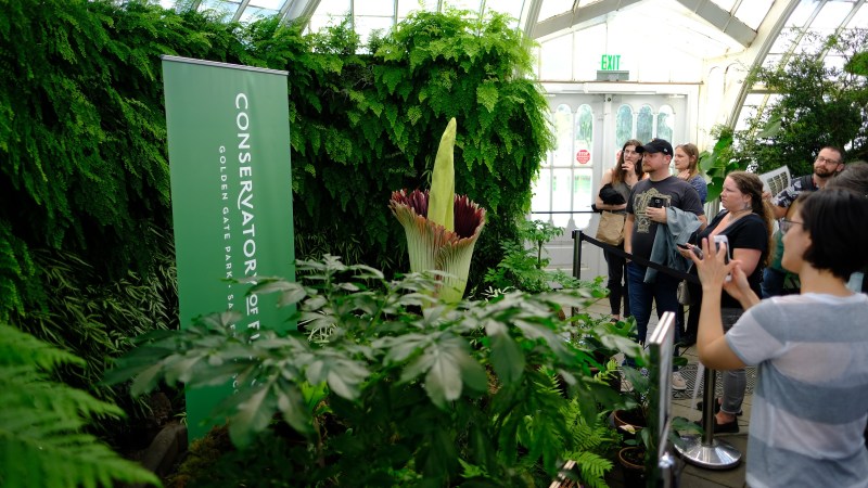 Corpse Flower Bloom 2019 Best Flower Wallpaper