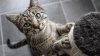 California Considers Banning Declawing of Cats in Most Cases