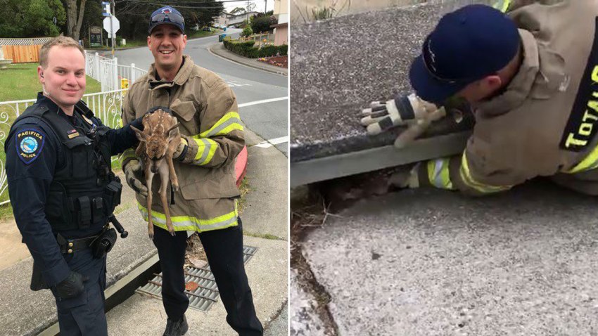 DeerRescuedPacifica