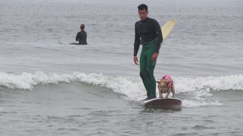 Dog Surfing 0524