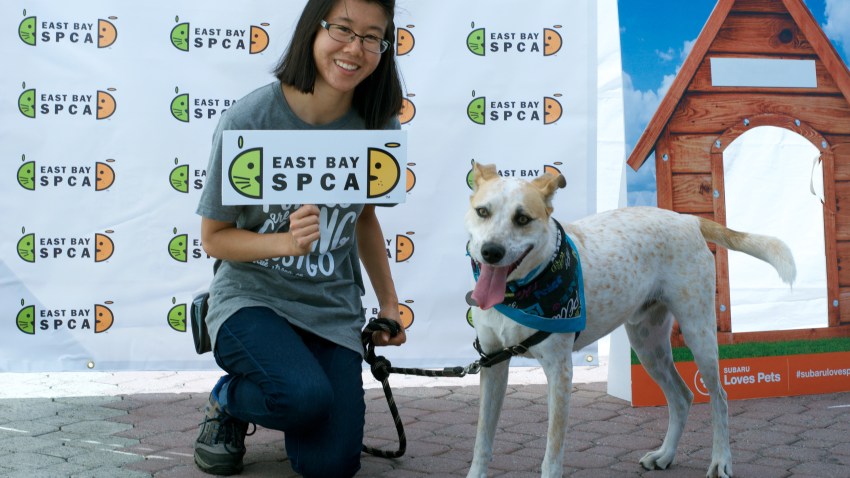 EastBaySPCA-Adopt-a-thon3061318