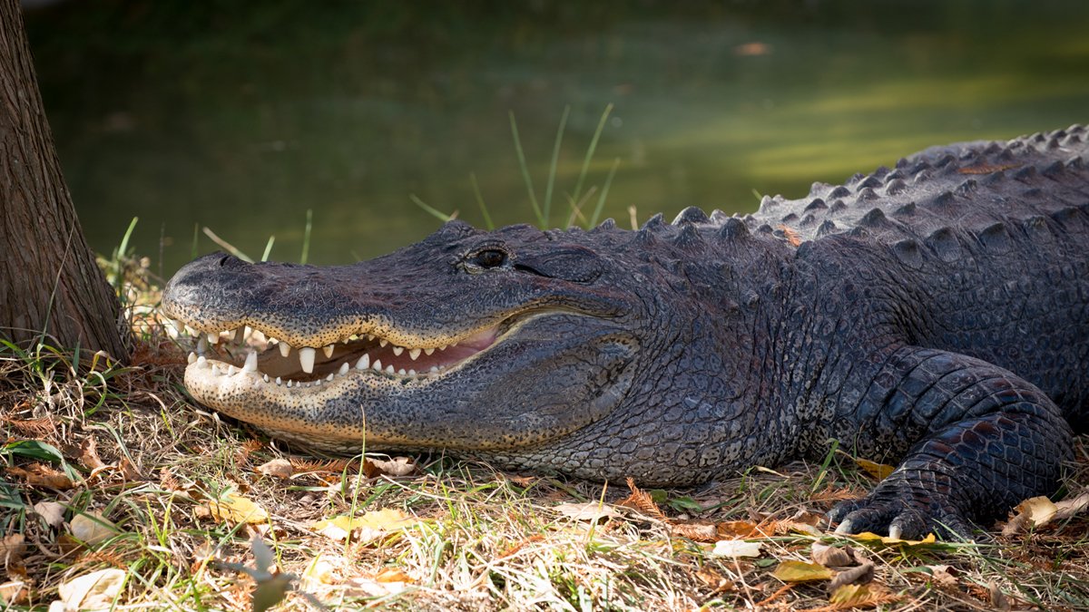 Alligators, Bears, Snakes May Be Seen More in Florida After Ian – NBC Bay Area - Vimarsana News