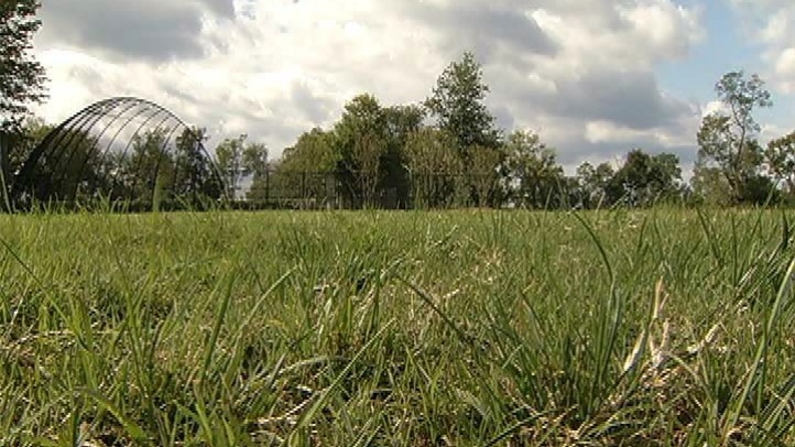 Generic DC Grass Generic