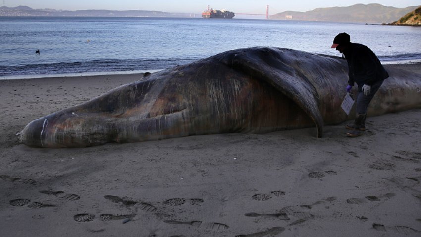 Moe Flannery, Ornithology and Mammalogy collections manager at California Academy of Sciences, inspects a dead grey whale on the shores of Tiburon,California before performing a necropsy to determine whether the animal was struck and killed by a ship.