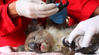An injured koala is treated at the Kangaroo Island Wildlife Zoo on Jan. 10, 2020, in Kangaroo Island, Australia. The town of Kingscote was cut off last night as the Country Fire Service continued to battle a number of out-of-control blazes.