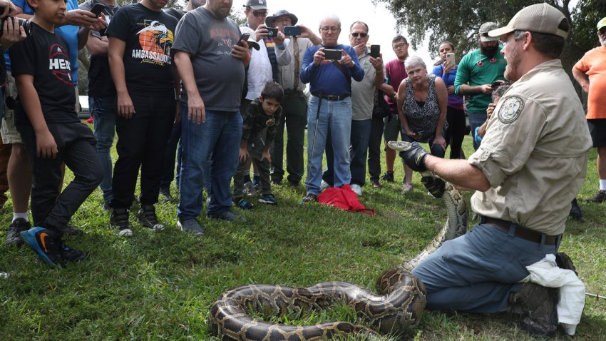 SUNRISE, FLORIDA – JANUARY 10:  Robert Edman, with the Florida Fish and Wildlife Conservation Commission, gives a python-catching demonstration before potential snake hunters at the start of the Python Bowl 2020 on January 10, 2020 in Sunrise, Florida. The Florida Python Challenge 2020 Python Bowl taking place a few weeks before the Super Bowl being held in Miami Gardens, is a 10-day competition to remove Burmese pythons from the Florida Everglades due to the threat to the delicate ecosystem that they pose as they have no predators and reproduce rapidly. (Photo by Joe Raedle/Getty Images)