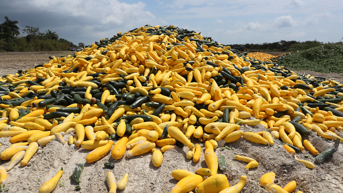 Coronavirus Claims an Unexpected Victim Florida Vegetables NBC Bay Area