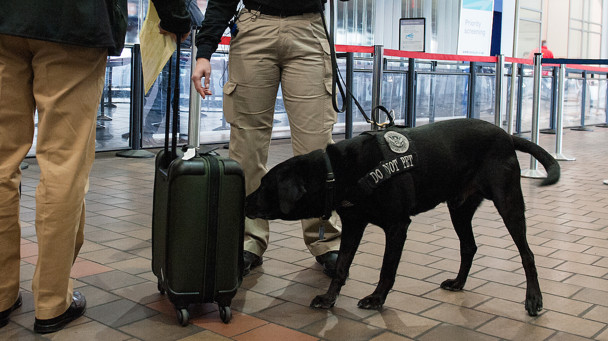 TSA Bomb Sniffing Dogs Failed Certification Tests At Major US Airports ...