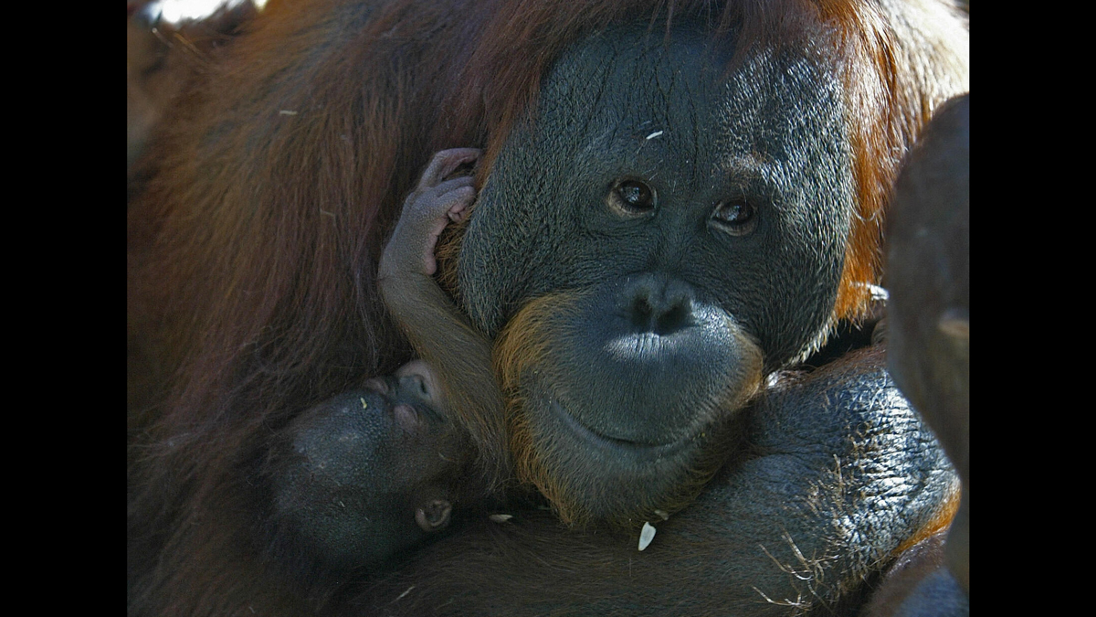 orangutan magic trick