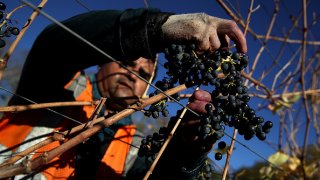 WINE COUNTRY HARVEST 2017-17