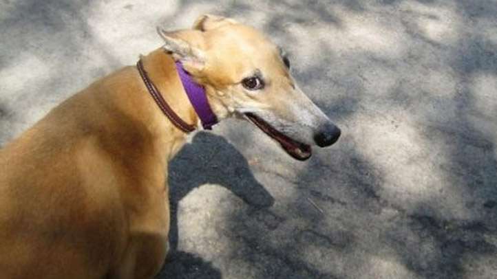 Greyhound_Adoption