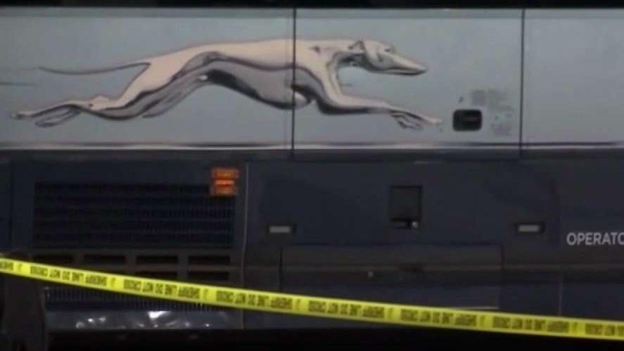 does greyhound bus allow dogs