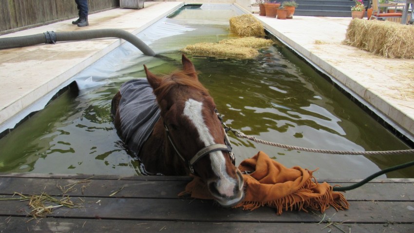 HorseRescue8