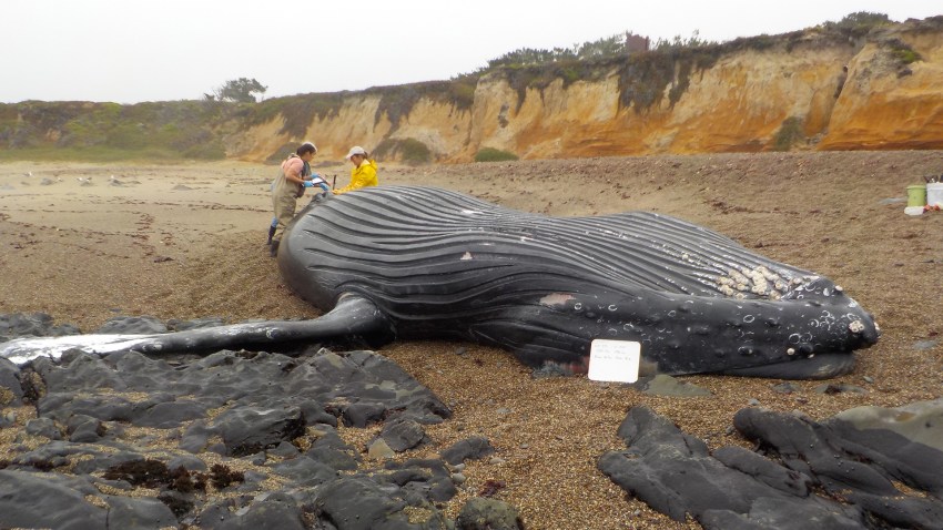 Humpback Whale Necropsy