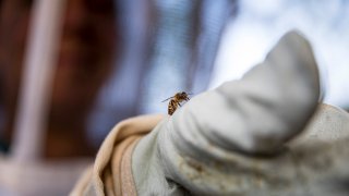 Beekeeper Erin Gleeson looks at a honey bee that landed on her glove, April 20, 2020, in Washington.