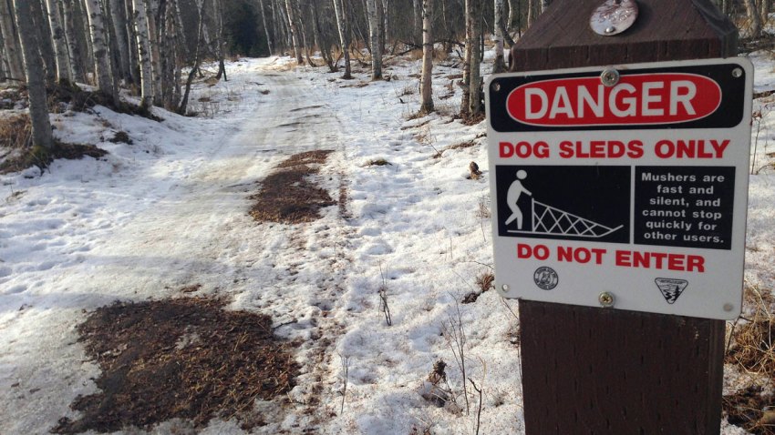 Iditarod No Snow