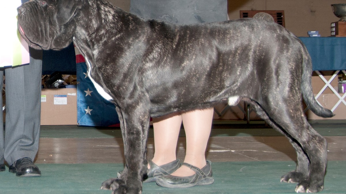 Cane Corso Dogs And Puppies